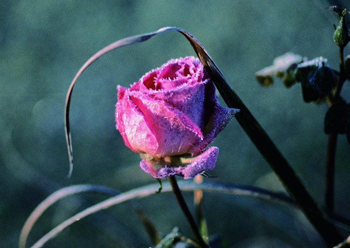 Frozen Rose