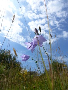 Harebells