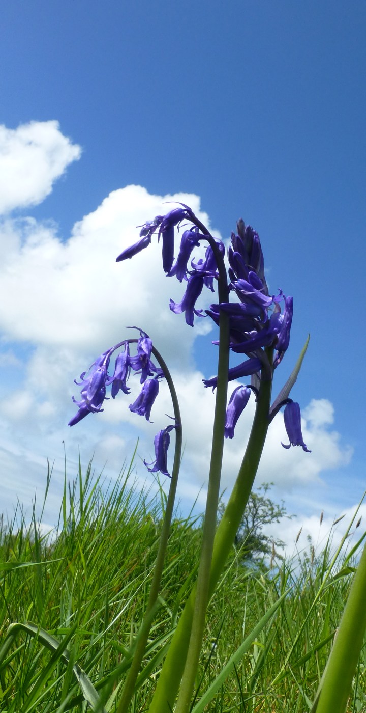 Bluebell