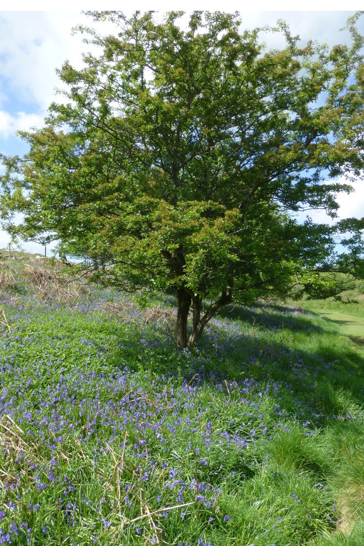 Bluebelltree