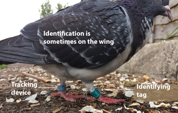 Pigeon
