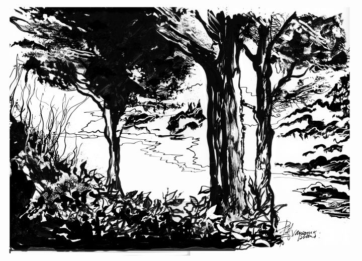 VancouverIslandtrees846